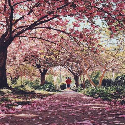 开云体云app截图